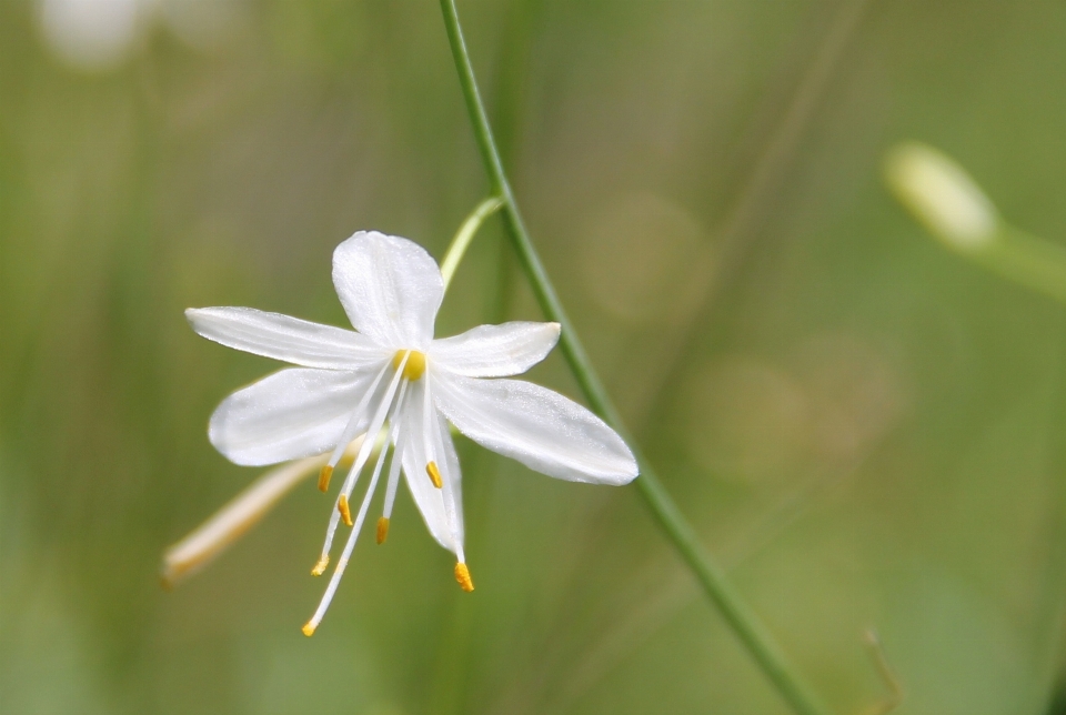 Natur gras blüte anlage