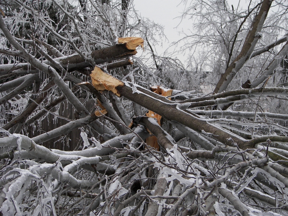 Tree nature outdoor branch