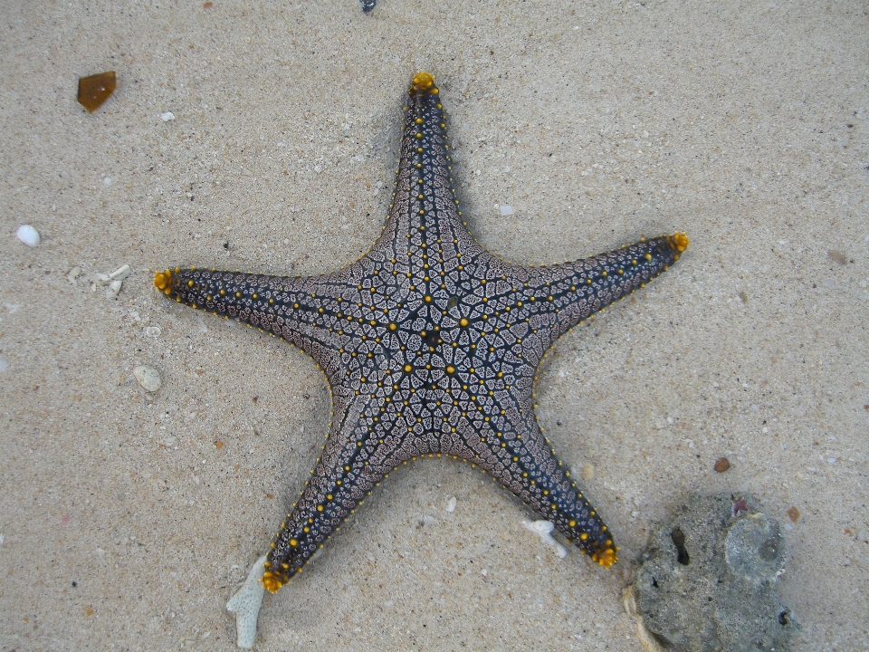 Biologia fauna estrela do mar invertebrado