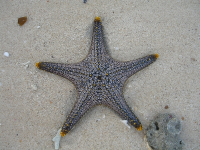 生物学 fauna ヒトデ 無脊椎動物 写真