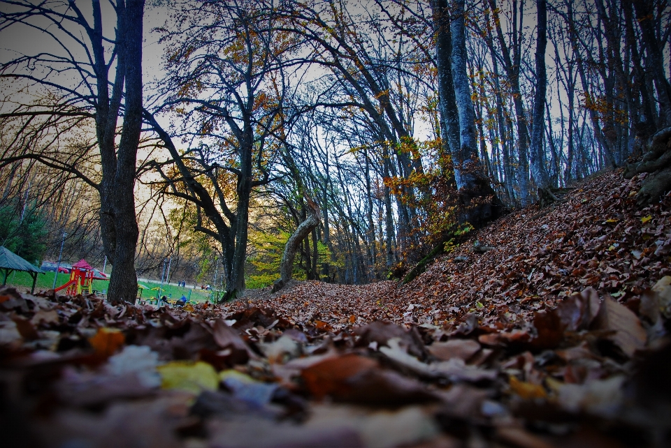 пейзаж дерево природа лес