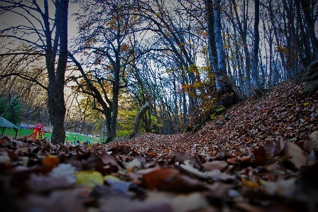 Landscape tree nature forest Photo