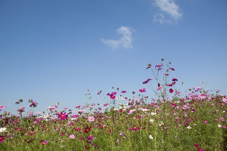 Nature grass horizon blossom Photo