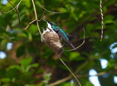 Foto Alam cabang burung bunga