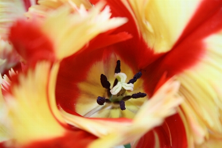 Blossom plant photography flower Photo