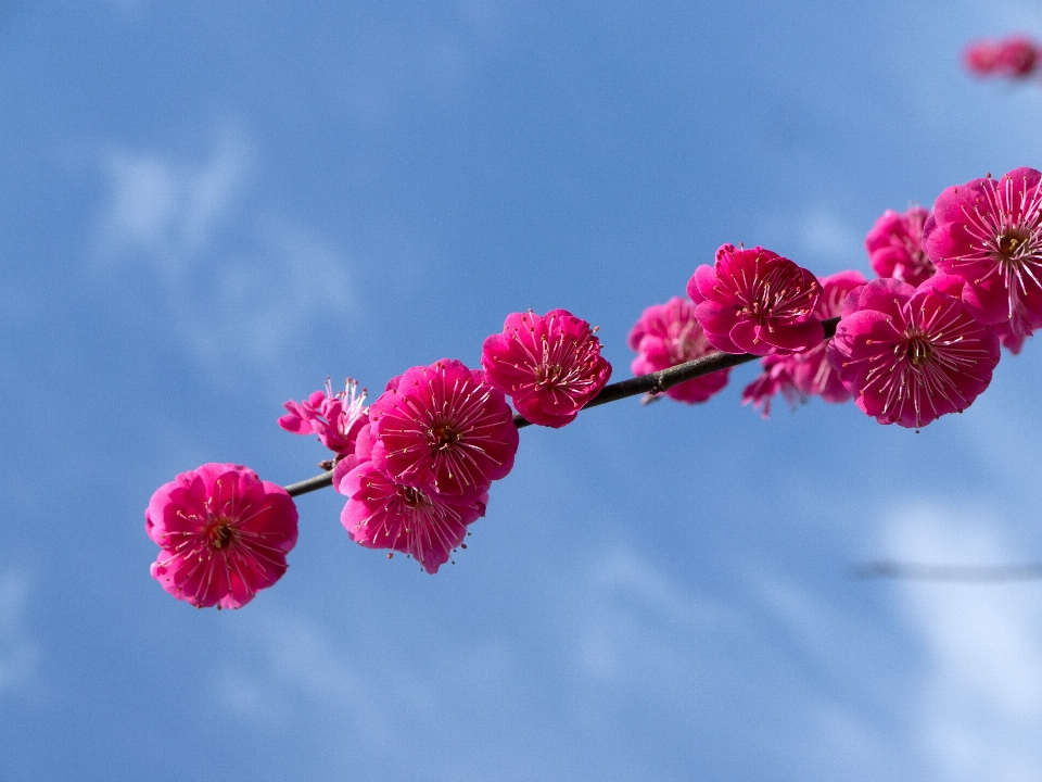 Branch blossom plant sky