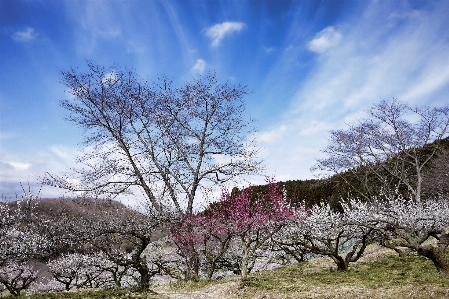 Landscape tree nature grass Photo