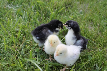 Bird group white farm Photo