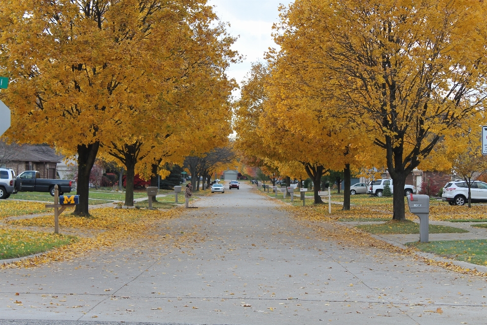 Baum anlage straße blatt