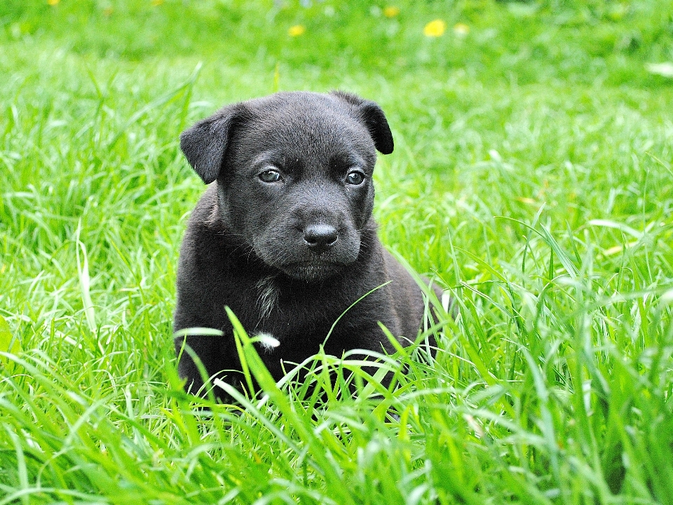 Erba prato cucciolo cane