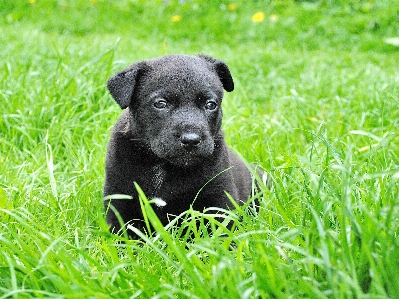 Foto Erba prato cucciolo cane