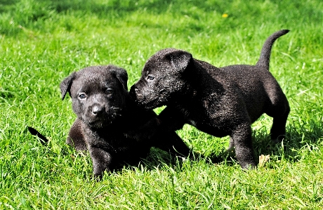 Foto Erba cucciolo cane mammifero