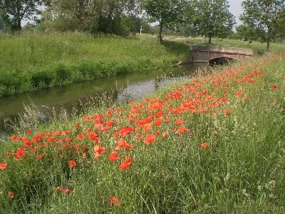 Landscape water grass plant Photo