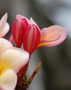 Blossom plant photography stem Photo