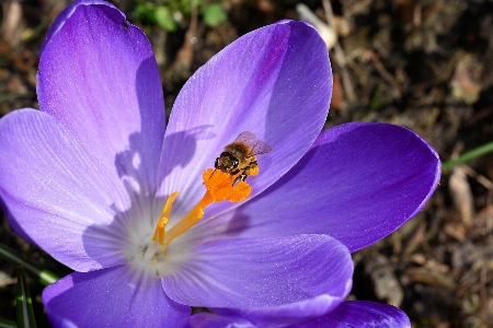 Blossom plant flower purple Photo