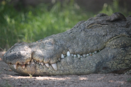 Zdjęcie Dzikiej przyrody stopa gad fauna