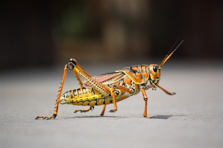 Natur fotografie tier insekt Foto