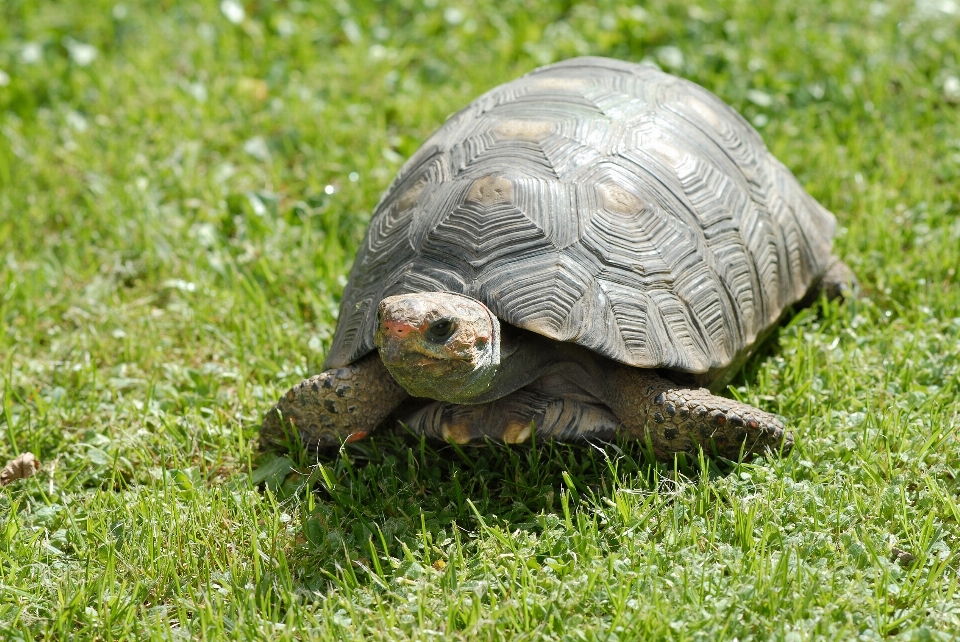 Natura pustynia
 zwierzę dzikiej przyrody