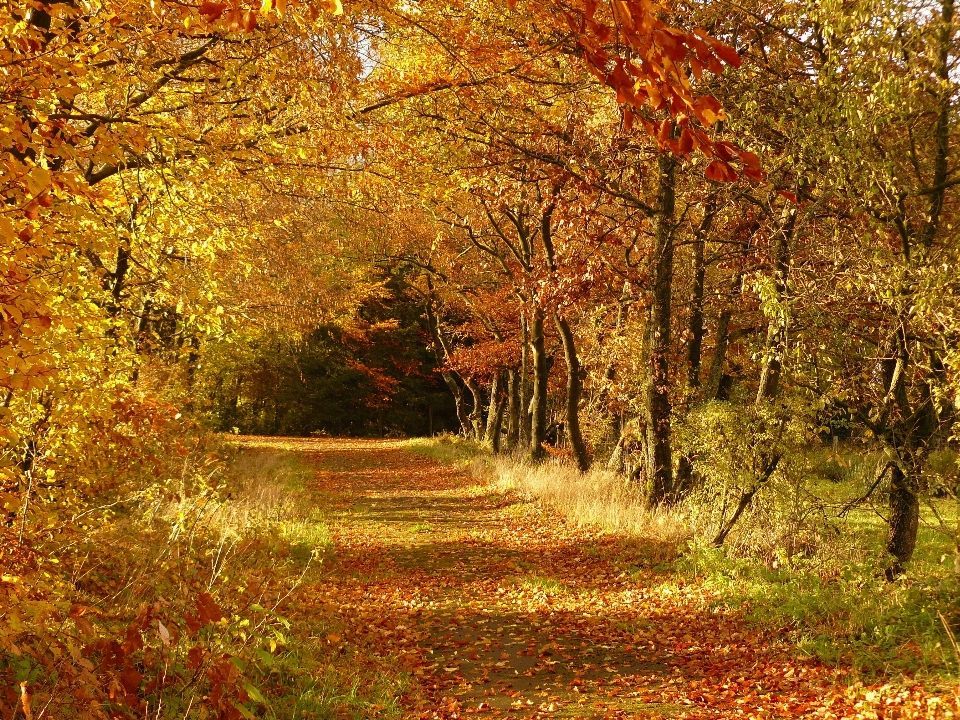 Drzewo natura las oddział