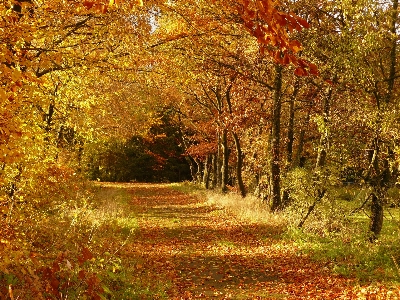 Фото дерево природа лес ветвь