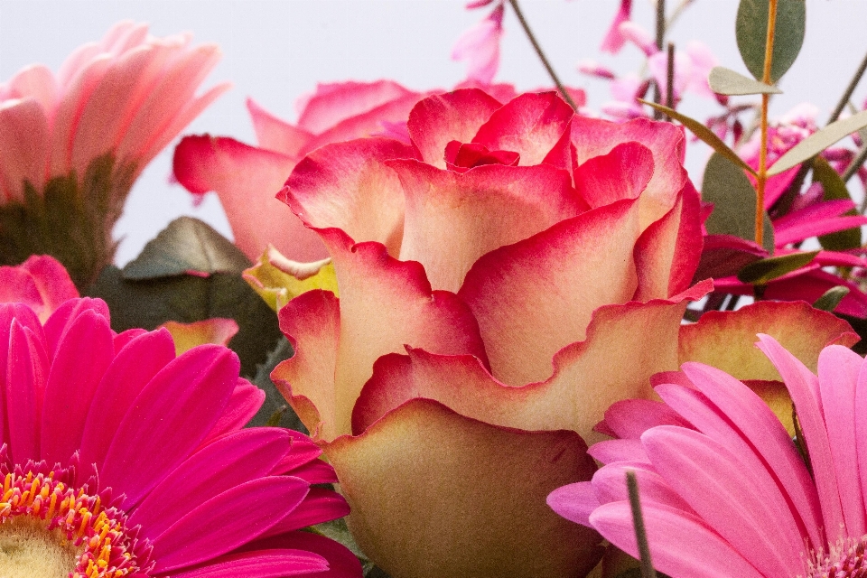 Natur blüte anlage blume