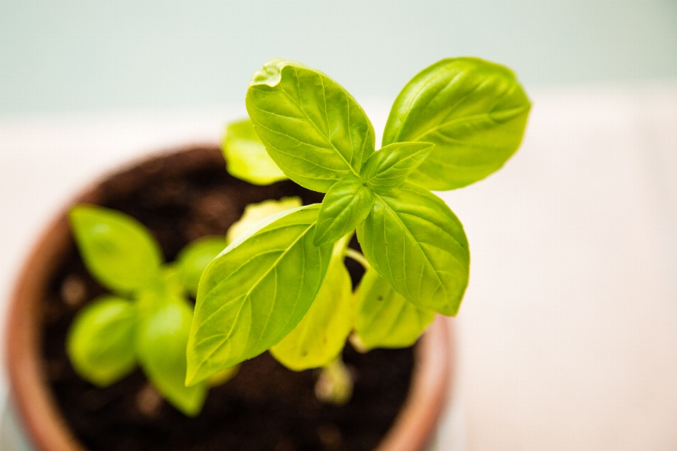 生长 植物 叶子 花