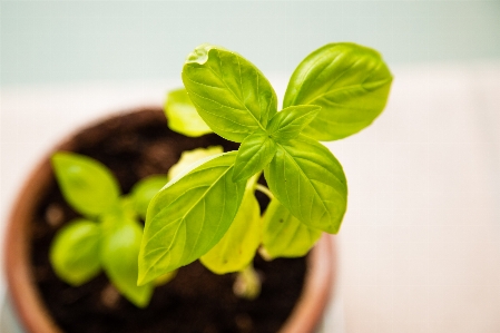 Growth plant leaf flower Photo