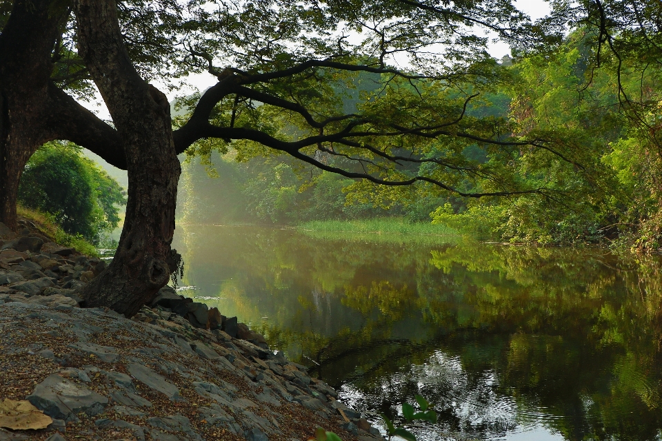 風景 木 水 自然