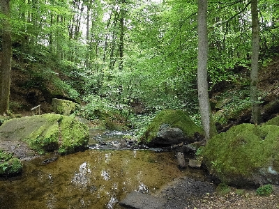 Tree forest creek wilderness Photo