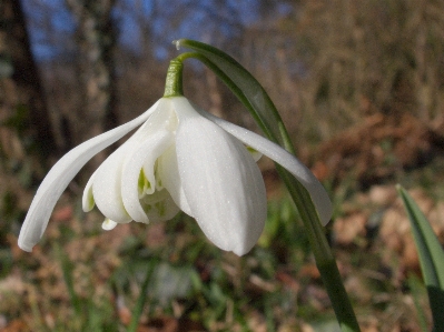 Blüte anlage weiss blume Foto