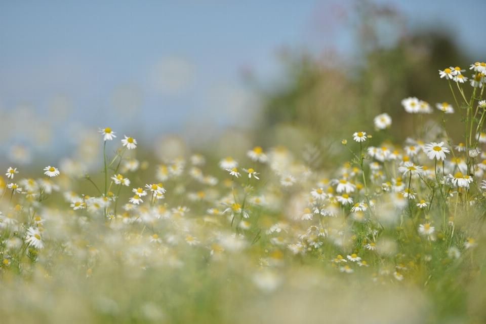 Eau nature herbe fleurir