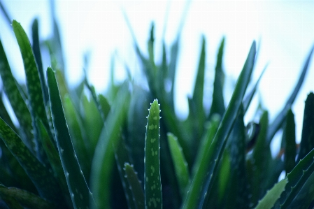 Foto Rumput cabang tanaman halaman