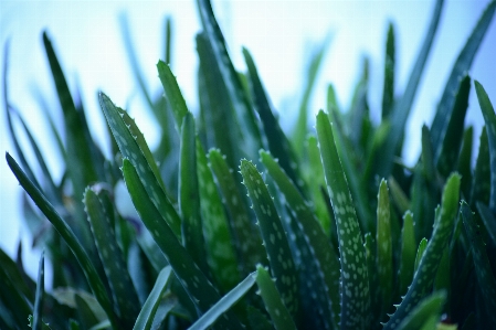 Foto Rumput cabang tanaman halaman