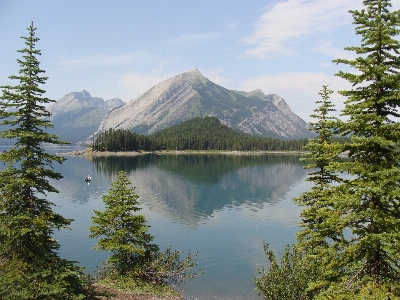 Tree nature wilderness mountain Photo