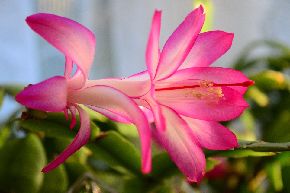 Blossom cactus plant flower