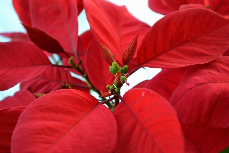 Blossom plant leaf flower Photo