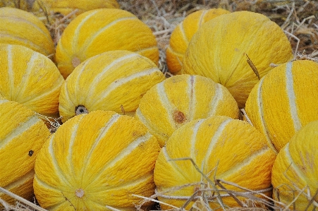 Foto Acqua pianta frutta dolce