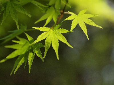 Tree nature branch plant Photo