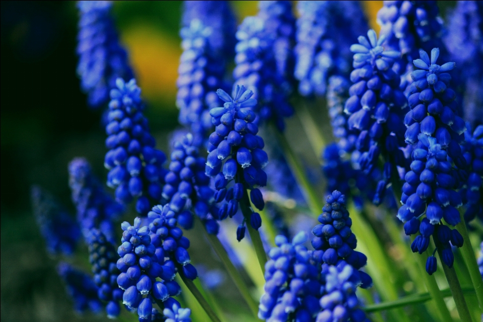 Natur blüte anlage blume