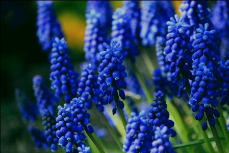 Nature blossom plant flower Photo