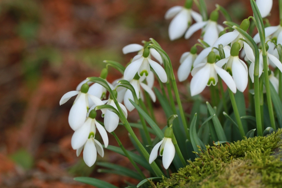 Nature blossom plant white