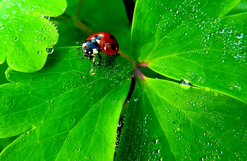 Eau nature rosée usine