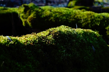 Tree nature forest grass Photo