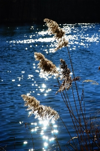 Sea water nature bird Photo