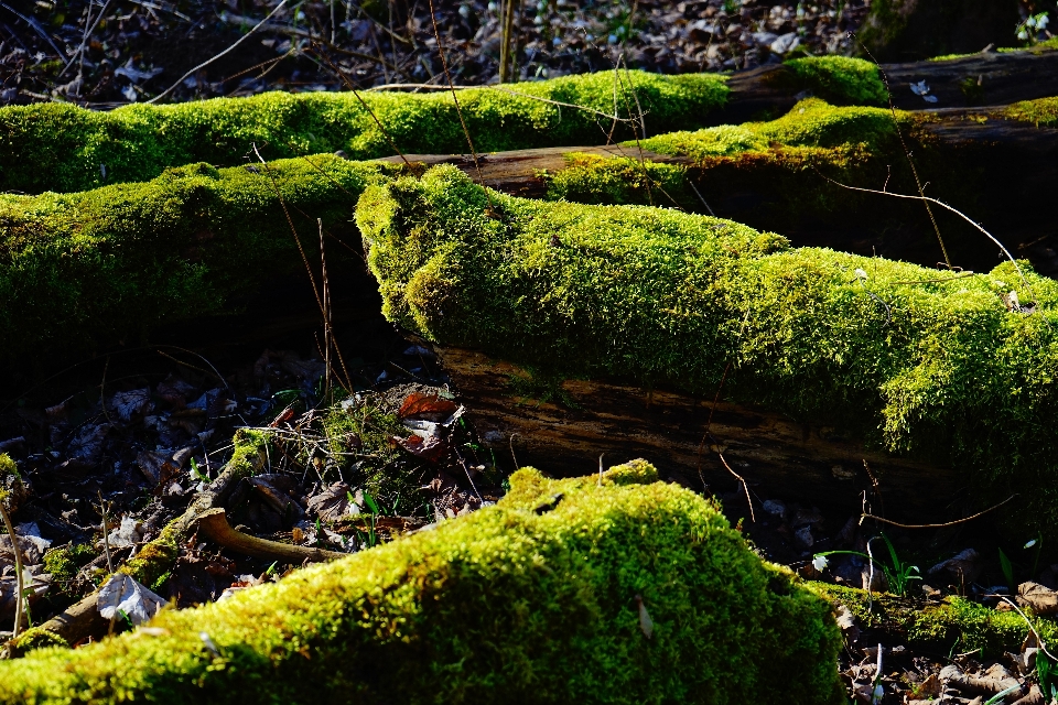 Krajobraz drzewo natura las