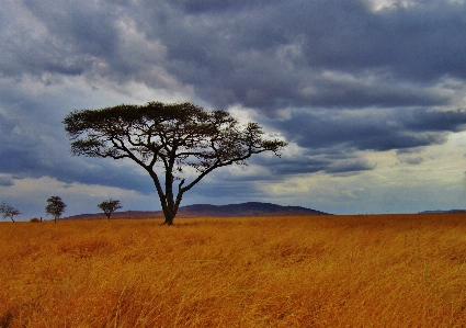 Landscape tree nature grass Photo