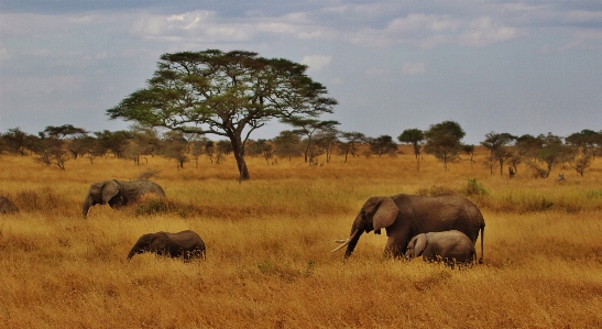 Prairie adventure trunk wildlife Photo