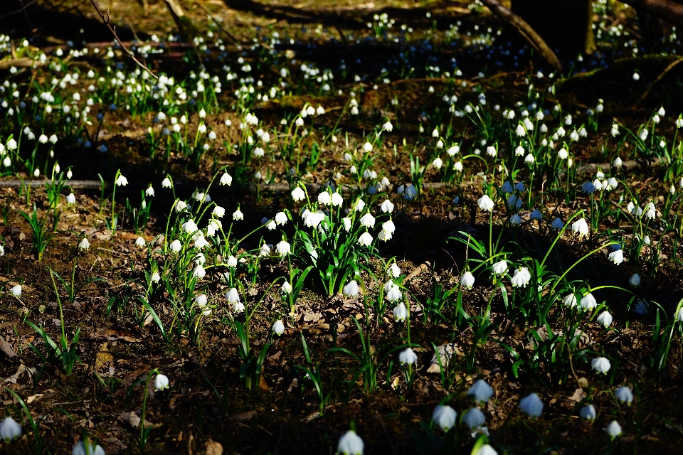 Nature forest grass blossom