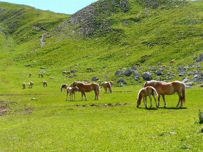 Photo Paysage herbe région sauvage
 montagne