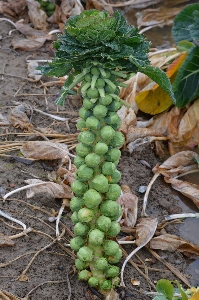 Baum natur anlage blatt Foto